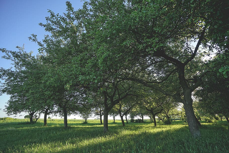trees, court, sunset, plant, grass, beauty in nature, green color HD wallpaper