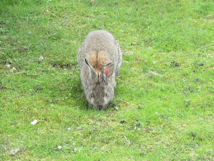 grey, gray, bunny, rabbit, feeding, green, grass, animal, animal themes HD wallpaper