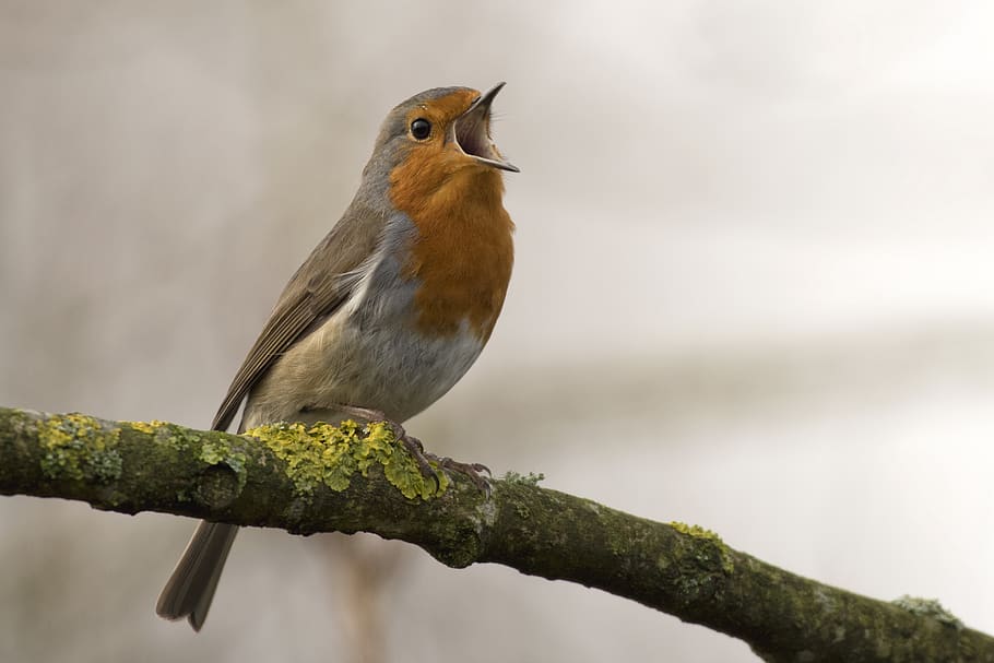 bird singing on tree, robin, animal, sitting on branch, sweet HD wallpaper