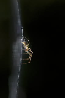 yellow spider, invertebrate, garden spider, arachnid, animal HD wallpaper