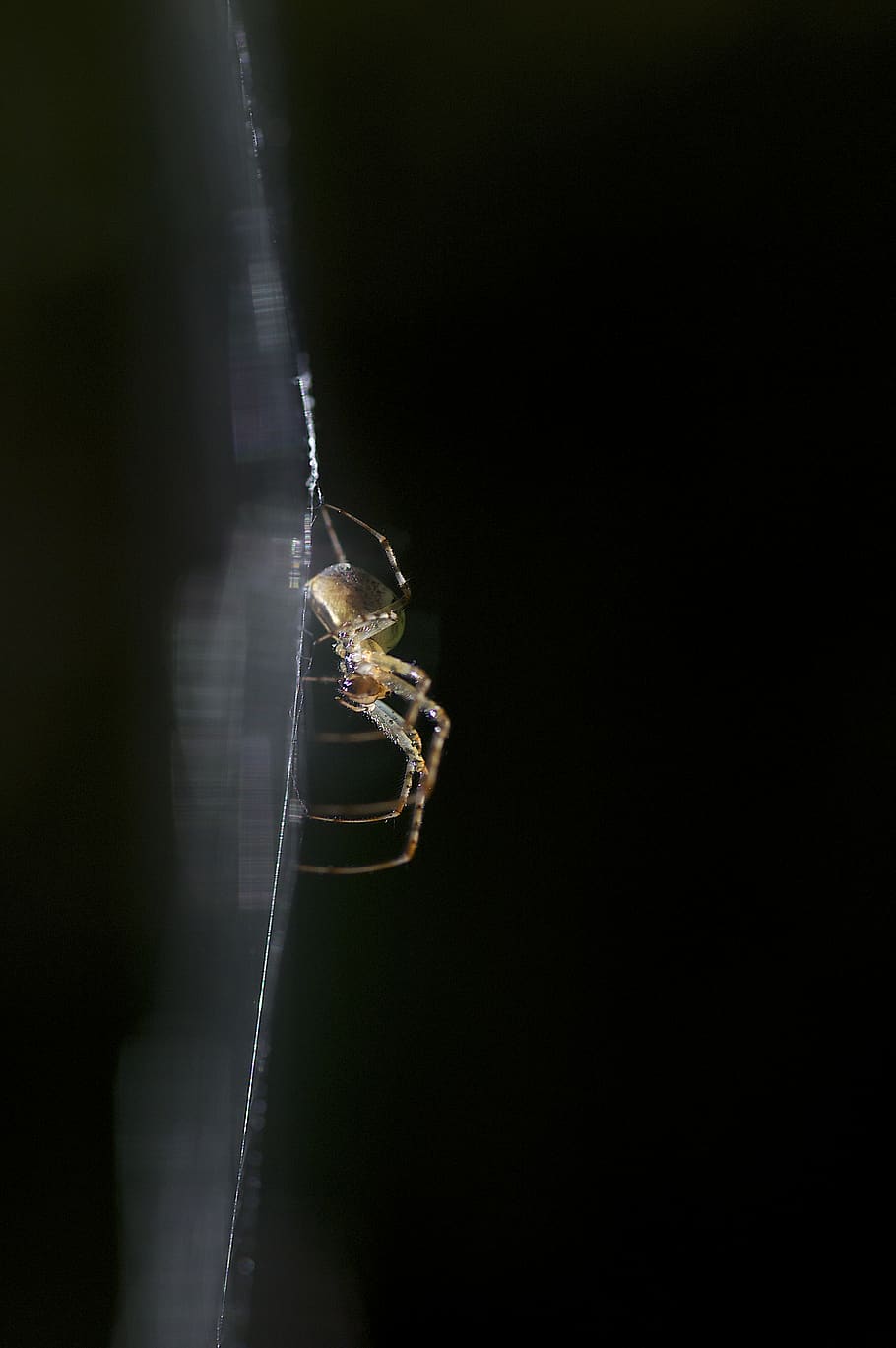 yellow spider, invertebrate, garden spider, arachnid, animal HD wallpaper