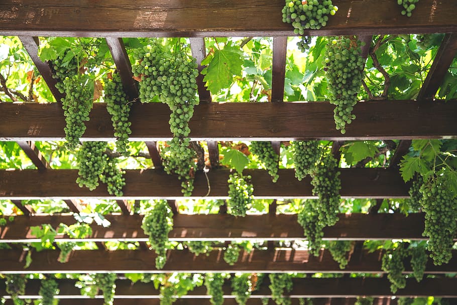 Wine grapes, green, ingredient, outdoor, plant, growth, green color HD wallpaper