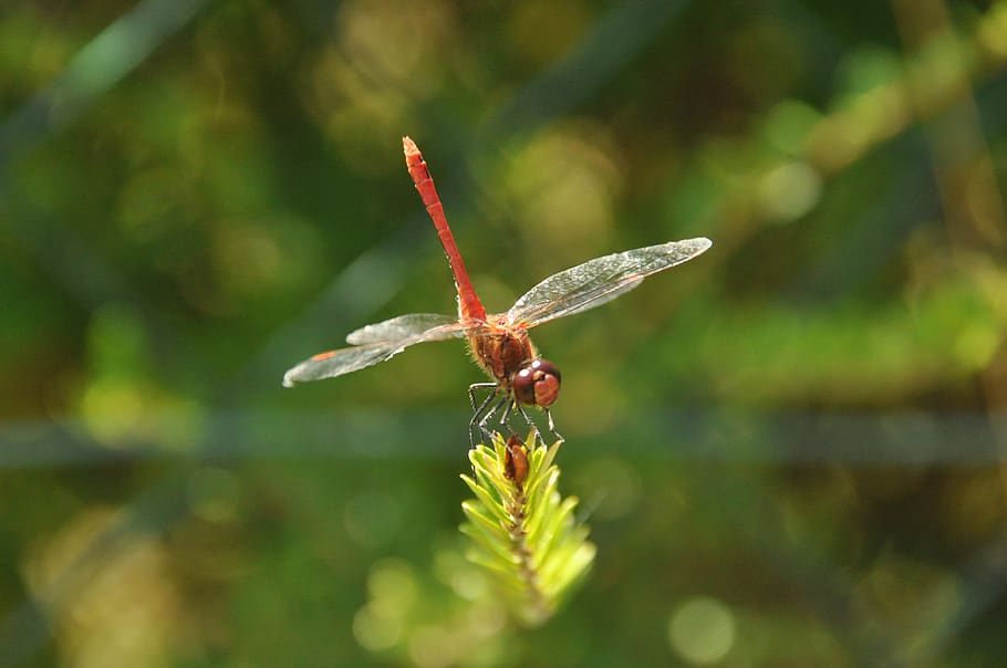 dragonfly, garden, summer, invertebrate, animal wildlife, animals in the wild HD wallpaper