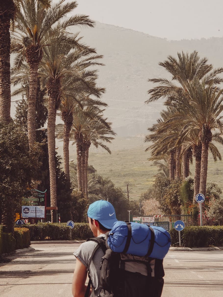 hike, nature, palm, trees, gold, transportation, palm tree HD wallpaper