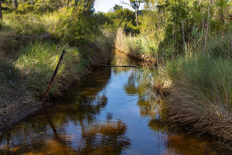 provence, river, camargue, water, plant, tranquility, tree HD wallpaper