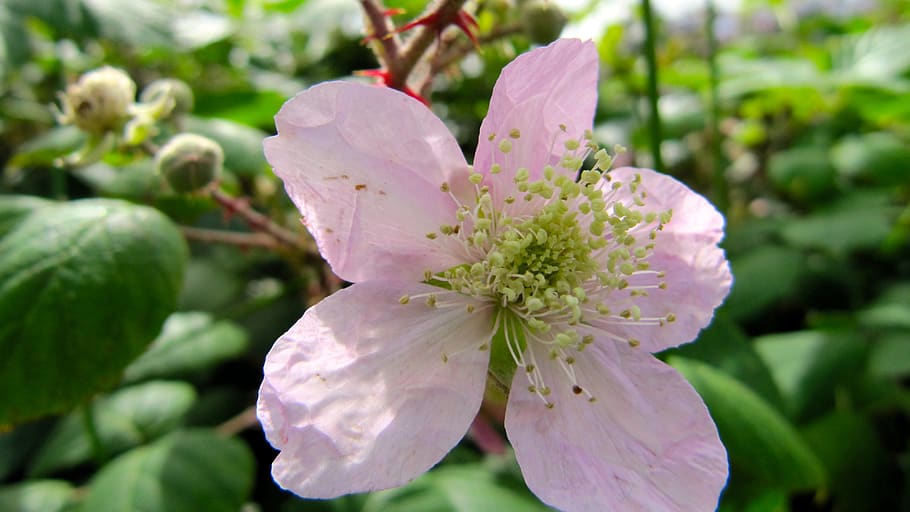 flor, silva, flower, flowering plant, freshness, beauty in nature HD wallpaper