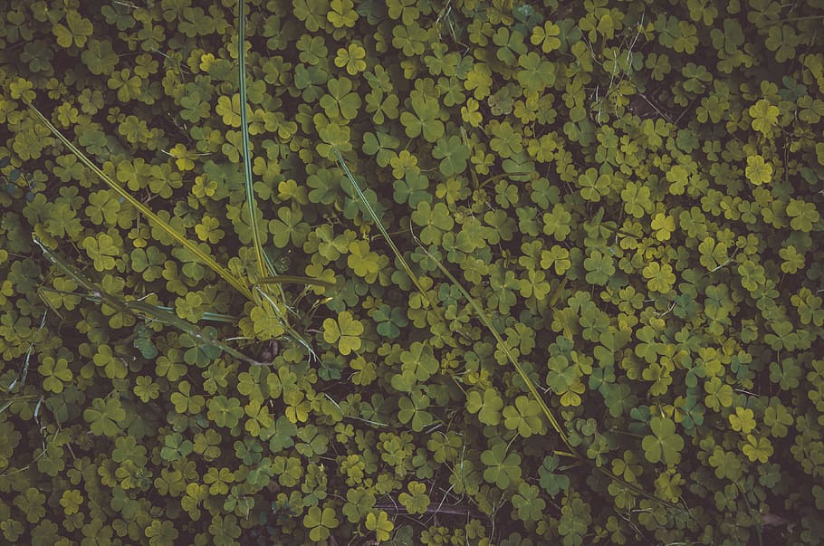 Photo of Clovers, background, close-up, colors, dark green, design HD wallpaper
