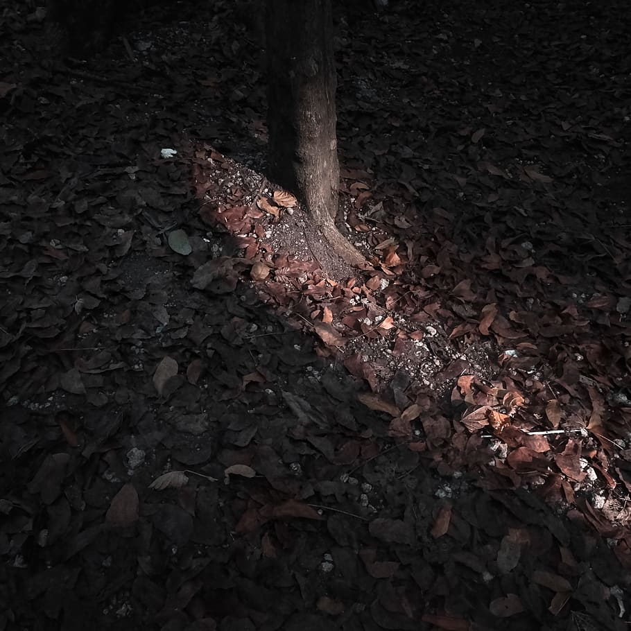 ground, plant, tree, leaf, tree trunk, root, road, rubble, texture HD wallpaper