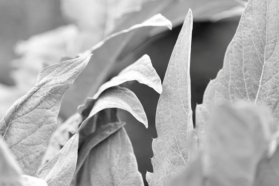 White leaves