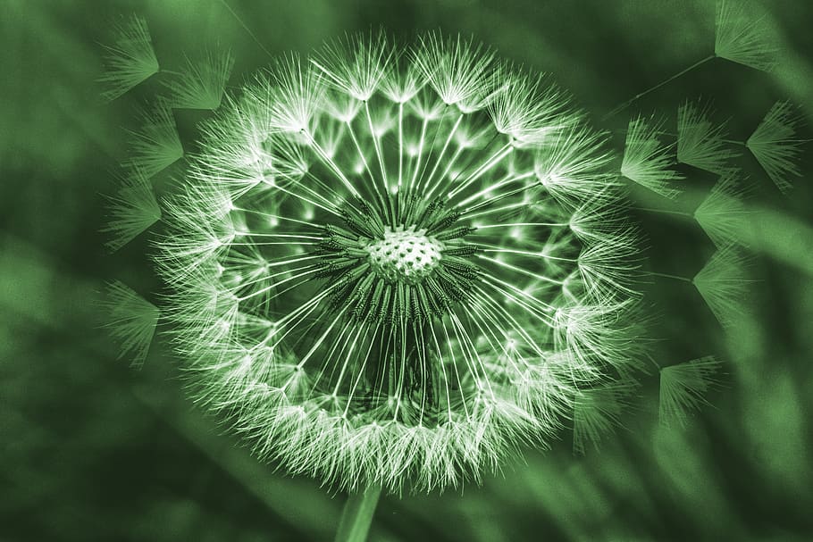 dandelion, foreground, spring, nature, colorful, plant, flower HD wallpaper