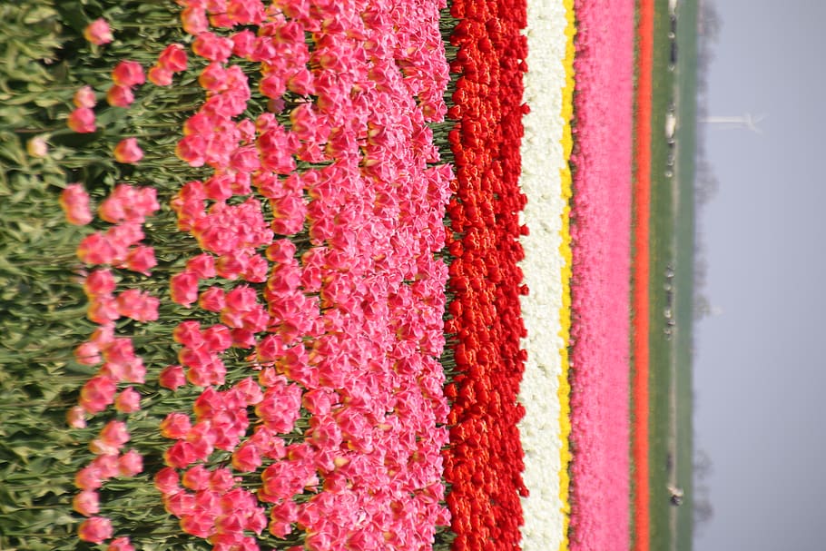 bed of white, red, and pink-petaled flowers, plant, blossom, tulip
