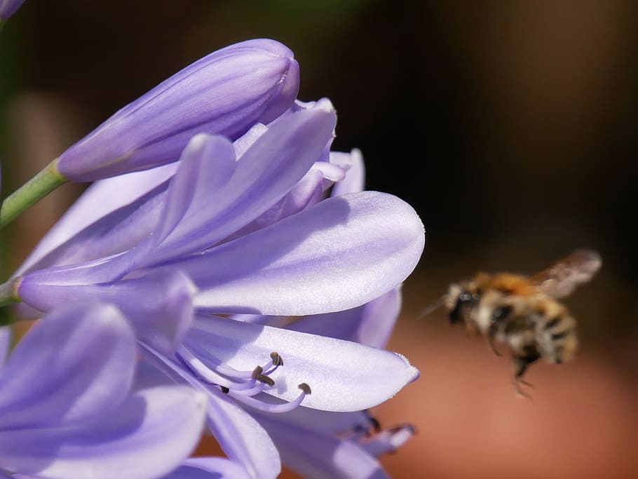 bee, flower, plant, beautiful, nature, biology, color, alive HD wallpaper