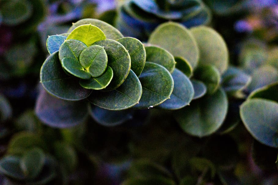 leaf, grass, nature, green, blur, bokeh, fractal, growth, close-up HD wallpaper
