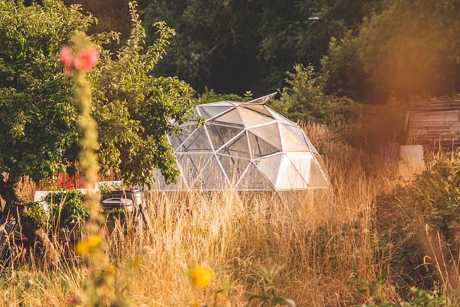 green and brown trees, nature, dome, flower, new bradwell, united kingdom HD wallpaper