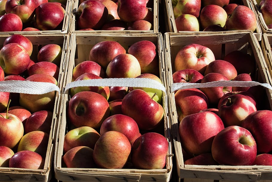 apple, red, fruit, ripe, food, health, nature, autumn, nutrition HD wallpaper