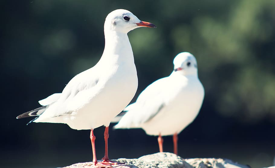 two white seagulls during daytime, animal, bird, united kingdom HD wallpaper