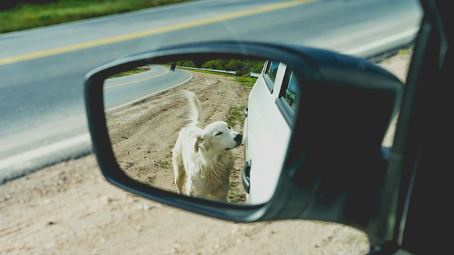 argentina, mina clavero, window, reflection, road, path, dog HD wallpaper