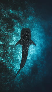 black fish at water, shark, diving, reef, swim, animal, wildlife HD wallpaper