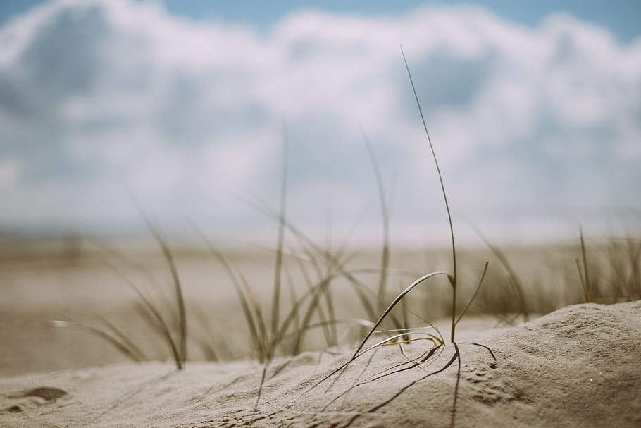 beach, grass, outdoors, sand, sea, seashore, selective focus HD wallpaper