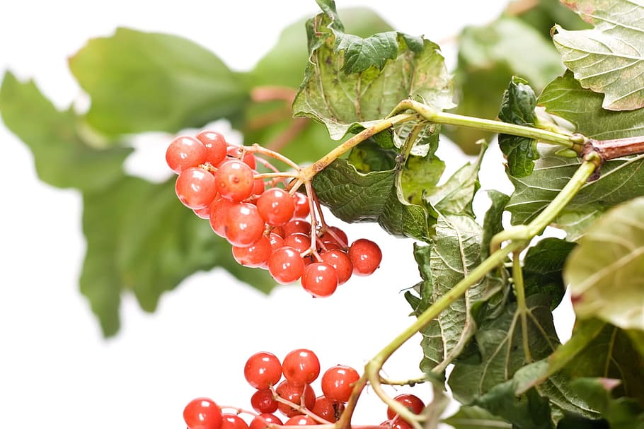 berry, branch, closeup, food, fresh, fruit, green, health, healthy