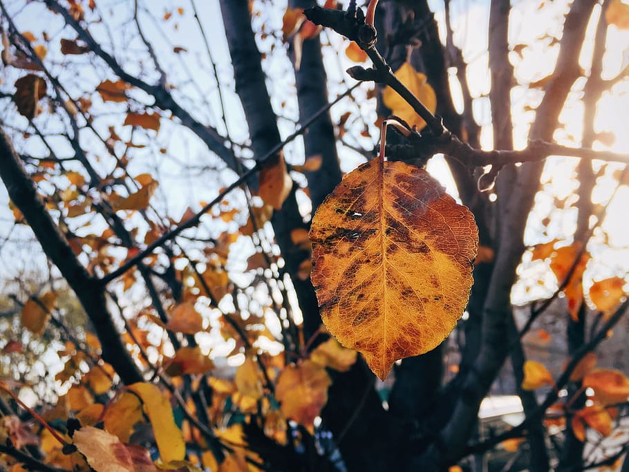 Fall Leaf, Leaves, Macro, Nature, branches, fall leaves, orange HD wallpaper