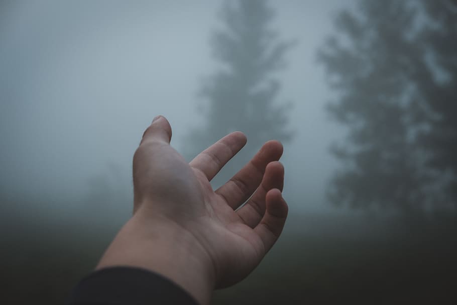 forest, fog, hand, tree, human body part, cloud - sky, human hand HD wallpaper