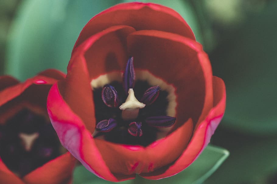 red tulips, flower, flowering plant, petal, close-up, freshness HD wallpaper