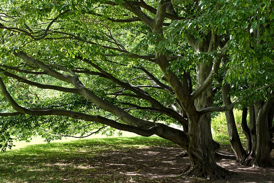 plant, tree, tree trunk, germany, vegetation, outdoors, land HD wallpaper