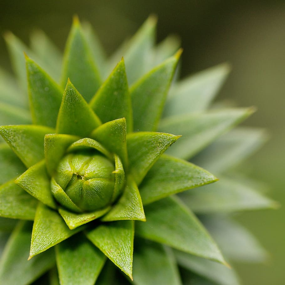 Green Succulent Plant, blurred background, botanical, bright HD wallpaper