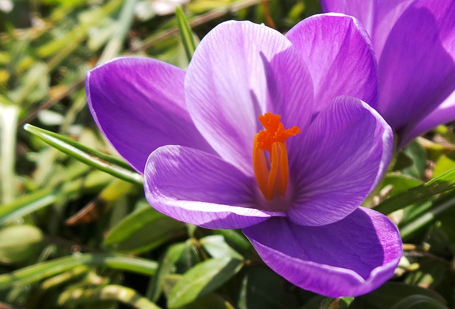 flowering plant, petal, freshness, vulnerability, fragility HD wallpaper