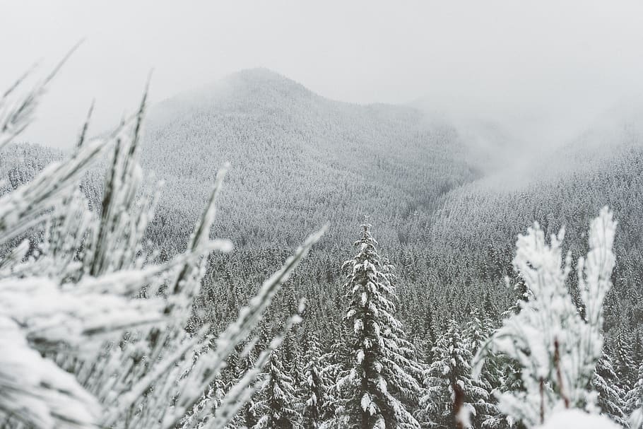 trees surround with snow, cold temperature, winter, plant, nature HD wallpaper