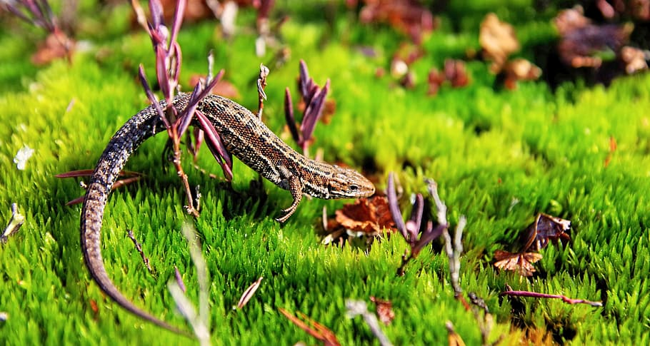 Brown Gecko in Green Open Field, blur, bright, color, environment HD wallpaper
