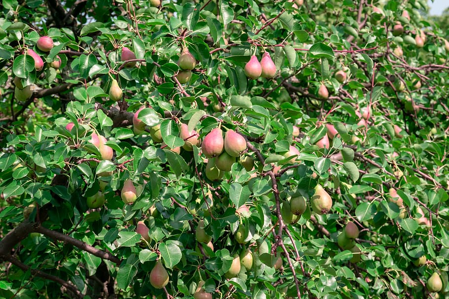 tree, pear, fruit, green, healthy, natural, red, beautiful HD wallpaper