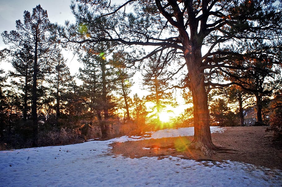 trees, forest, mountains, colorado, snow, sun, sunrise, sunrays HD wallpaper