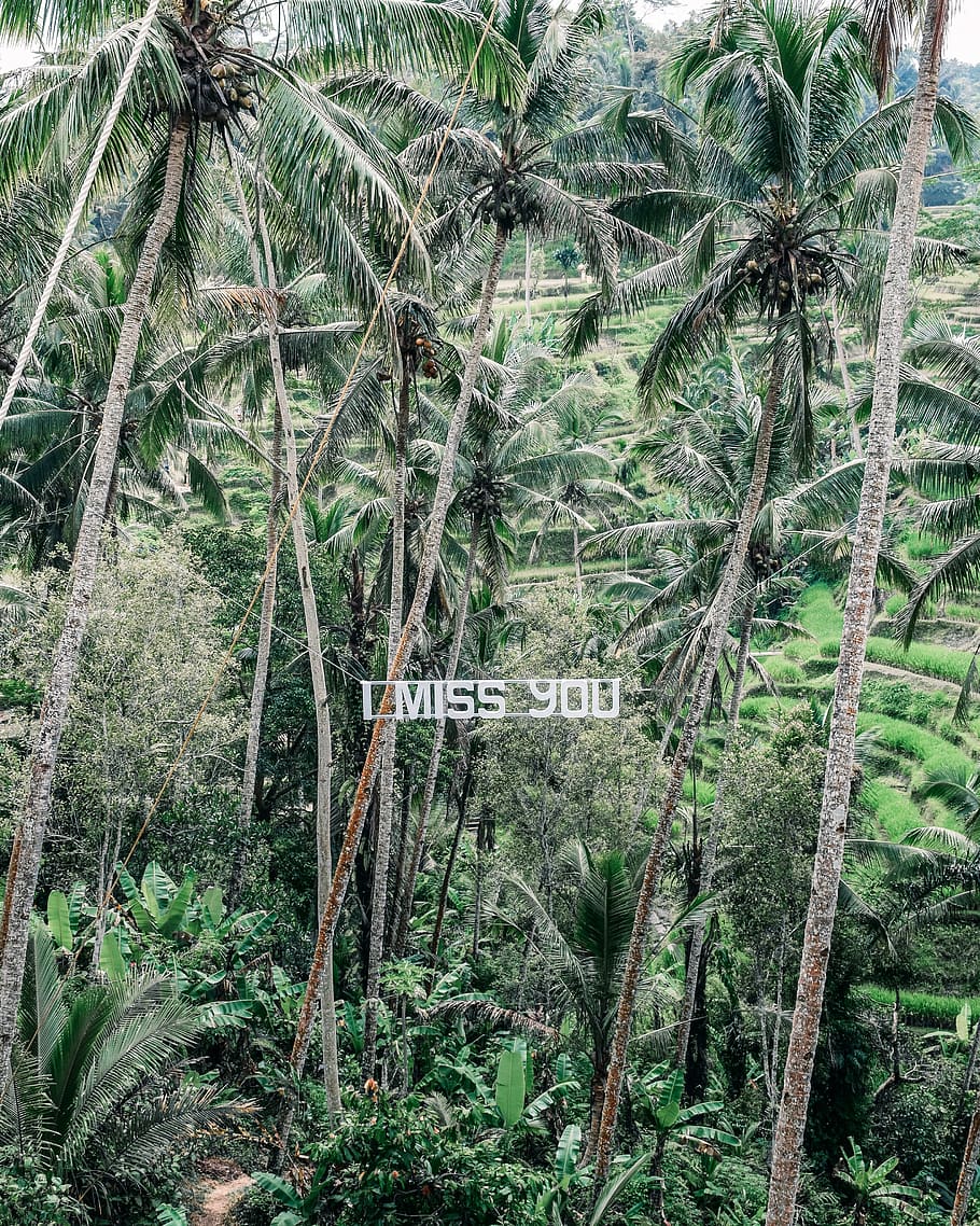 indonesia, ubud, forest, rice fields, i miss you, travel, palm trees, HD wallpaper
