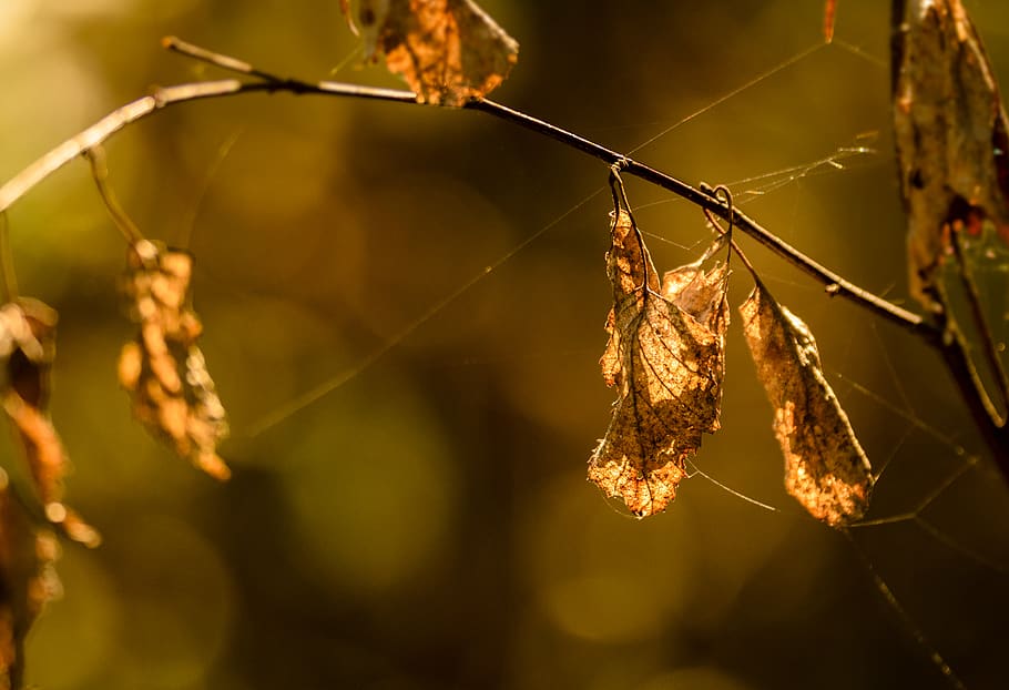 autumn, fall, leafs, brown, sun, season, bright, nature, outdoor HD wallpaper