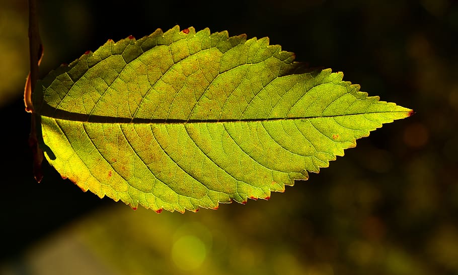 beech leaf, backlighting, autumn, leaves, close up, structure HD wallpaper