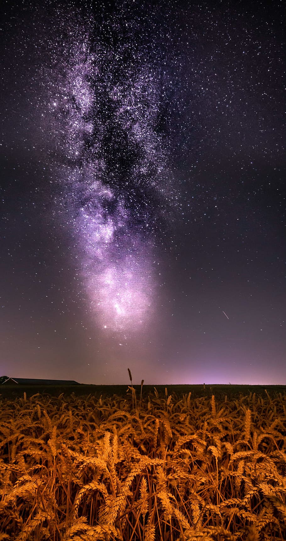 corn field, wheat, night, sky, star, purple, light, glow, tree HD wallpaper