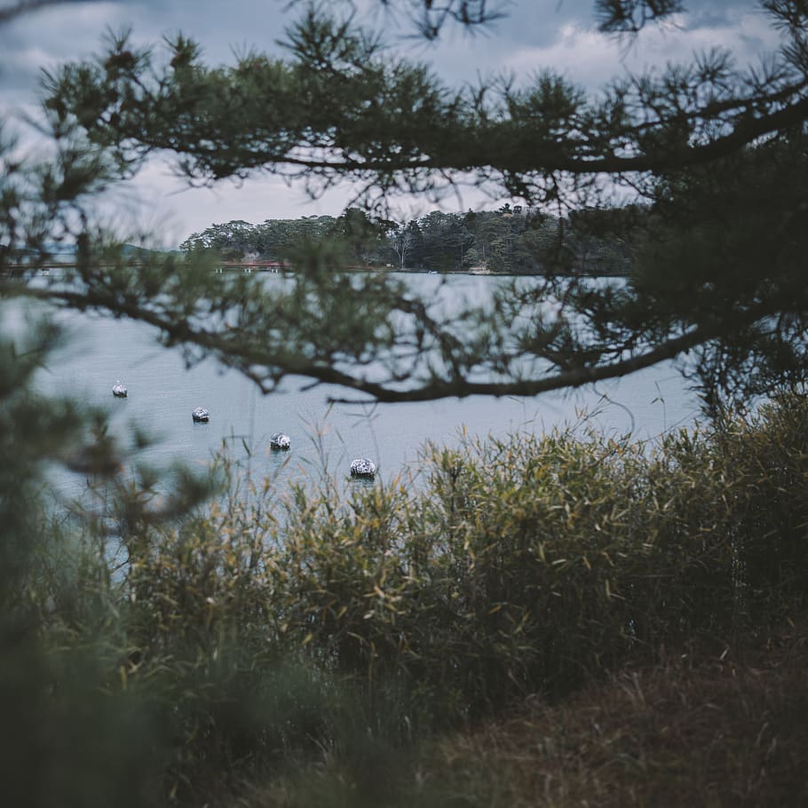 japan, boat, plant, growth, tree, tranquility, water, nature HD wallpaper