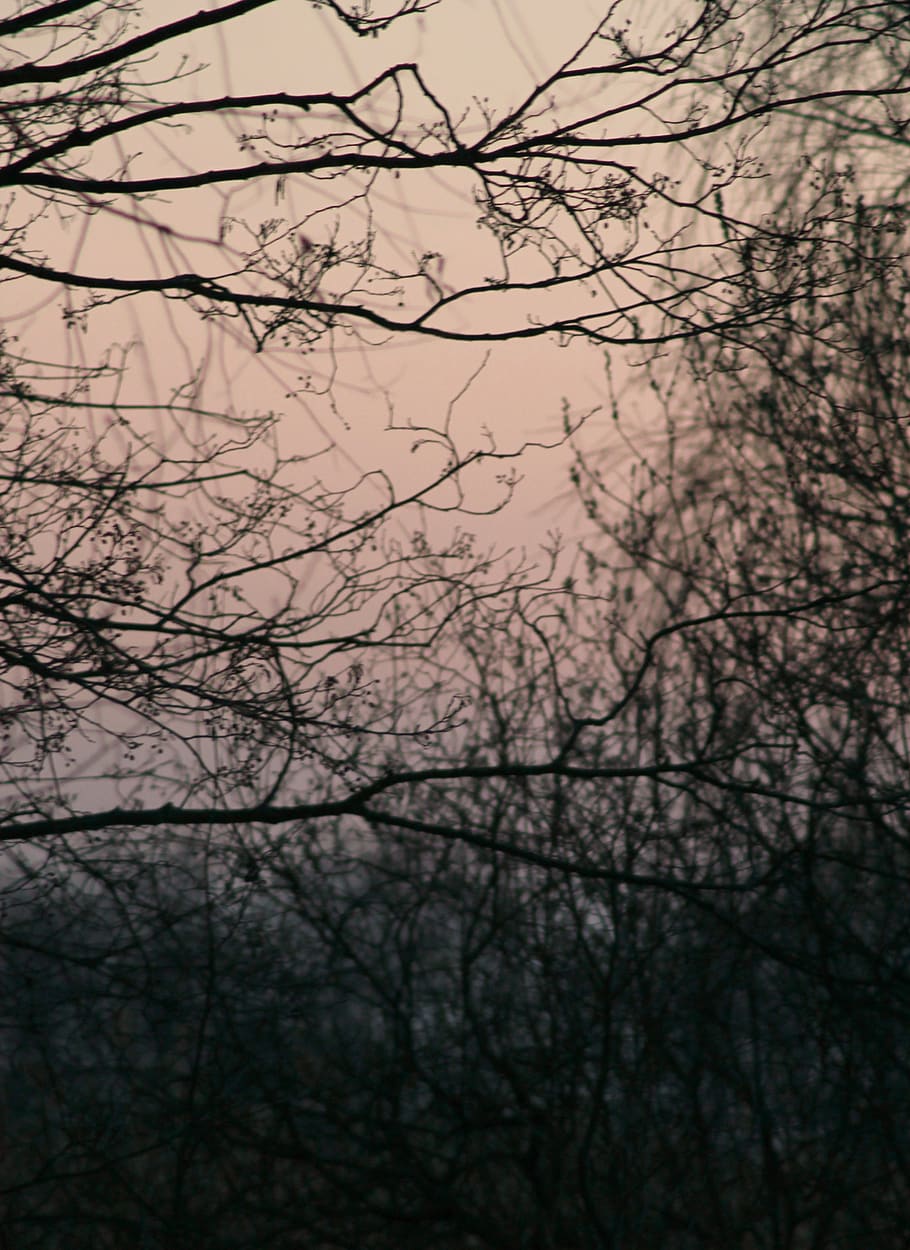 tree, bare tree, branch, plant, sky, silhouette, nature, tranquility HD wallpaper