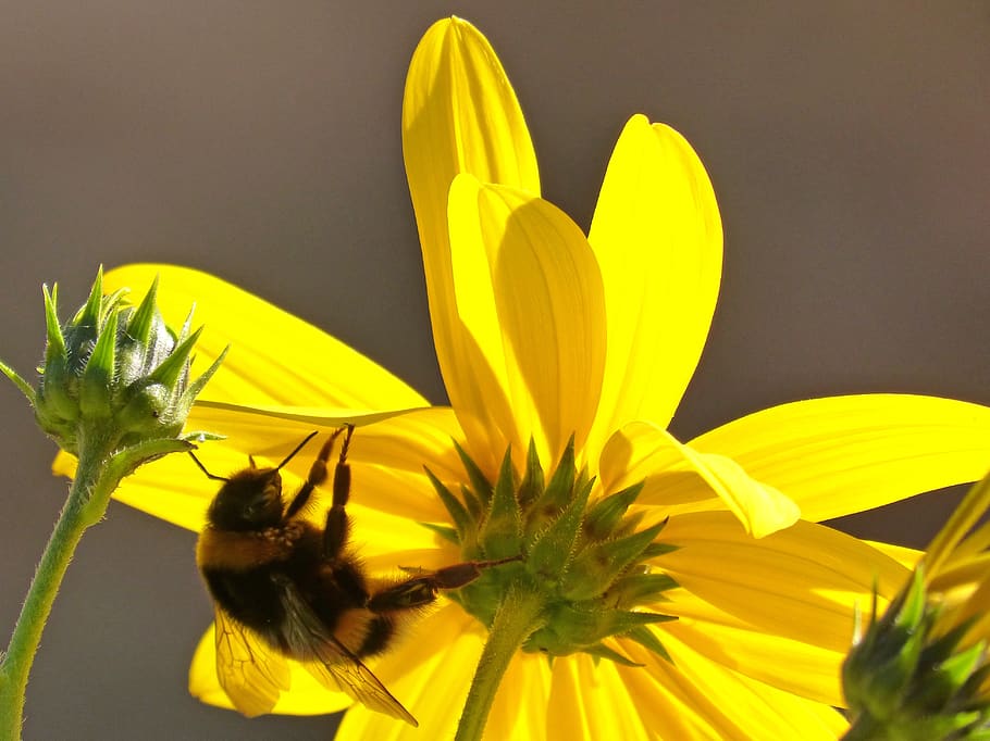 flower, yellow, bumblebee, libar, daisy, pollen, petals, flowering plant HD wallpaper