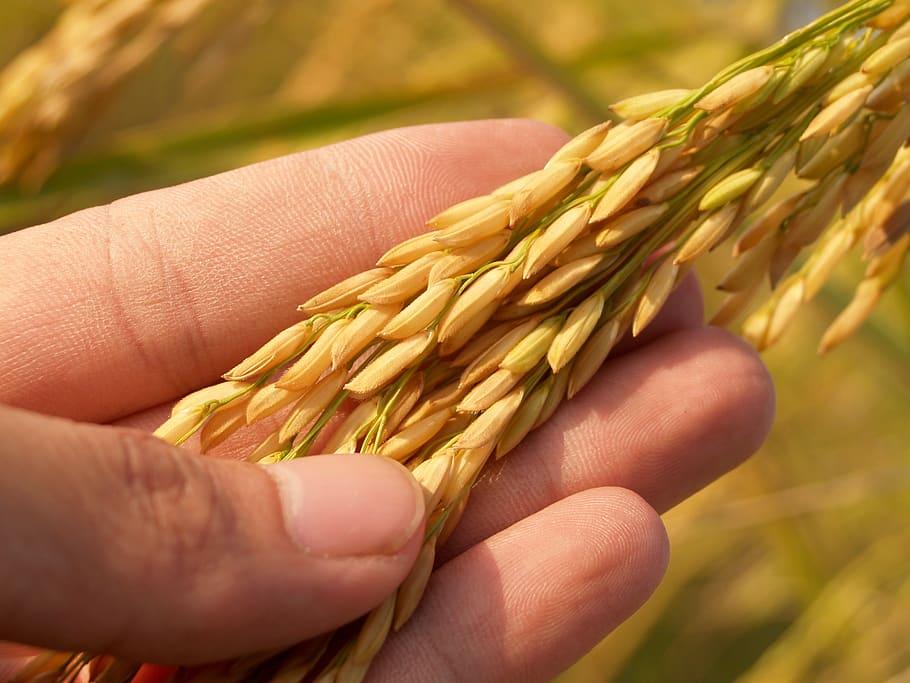 Rice Grain, blur, close-up, crop, fingers, food, healthy, macro
