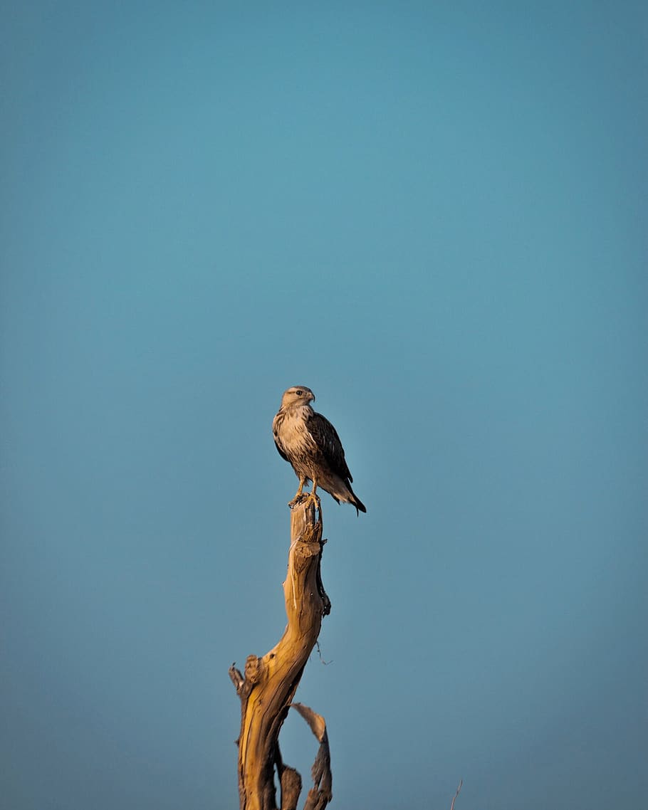 bird, aves, flight, minimal, wildlife, india, blue sky, branch HD wallpaper