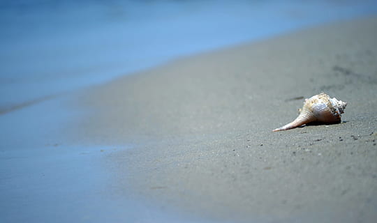 isolated seashell on the beach with extra room for text, conch shell HD wallpaper