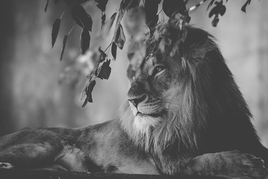 lion lying near tree, king, black and white, mane, wildlife, bigcat, HD wallpaper