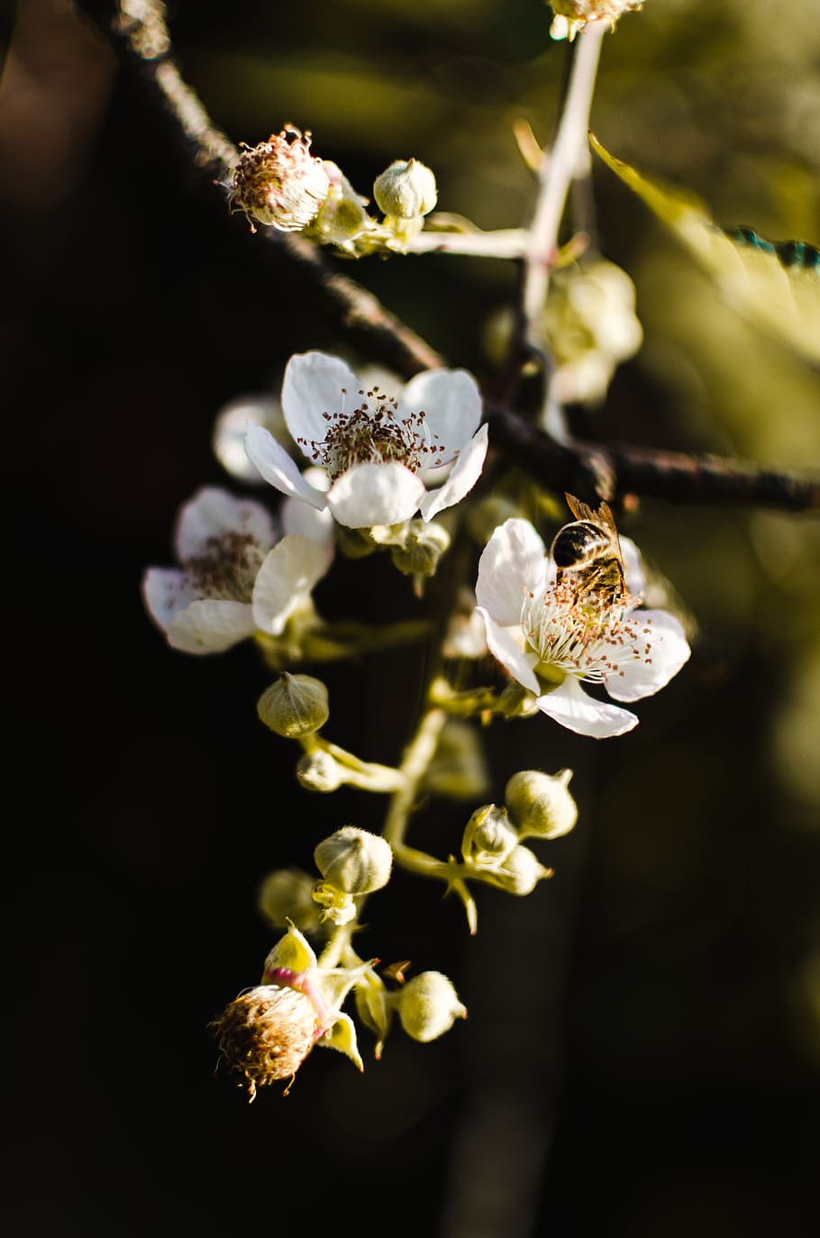 white petaled flower, beauty in nature, plant, flowering plant, HD wallpaper