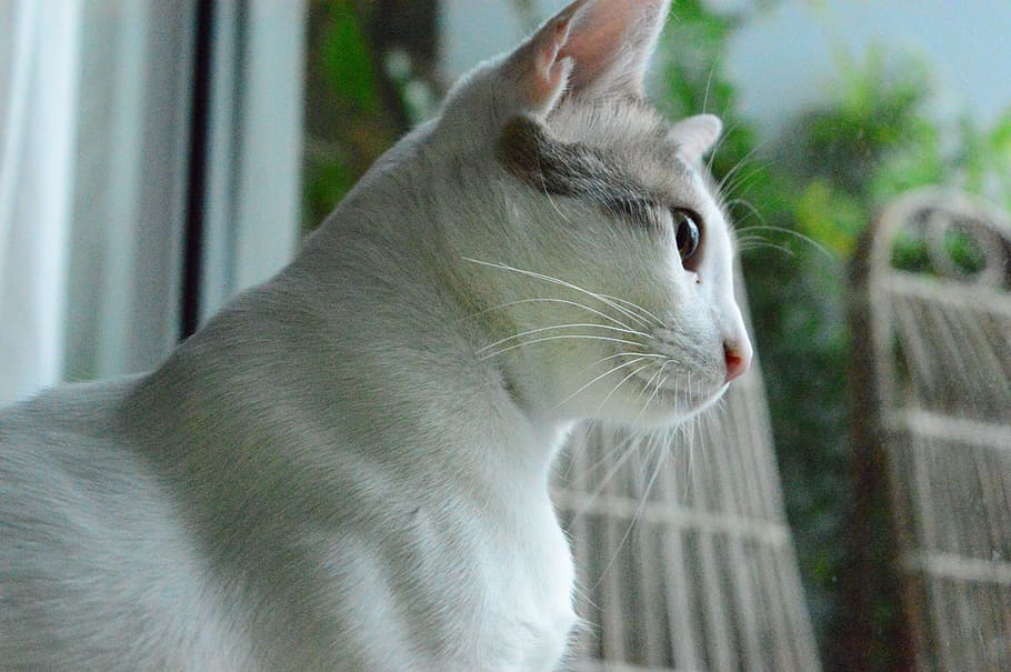 cat, pets, domestic, animal themes, one animal, mammal, domestic animals HD wallpaper