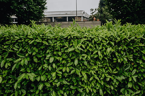 Municipal greenery, flora, leaf, leaves, spring, Italy, may, hedge HD wallpaper