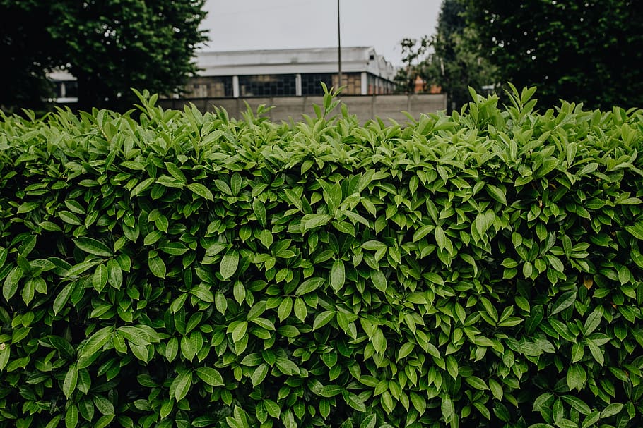 Municipal greenery, flora, leaf, leaves, spring, Italy, may, hedge HD wallpaper