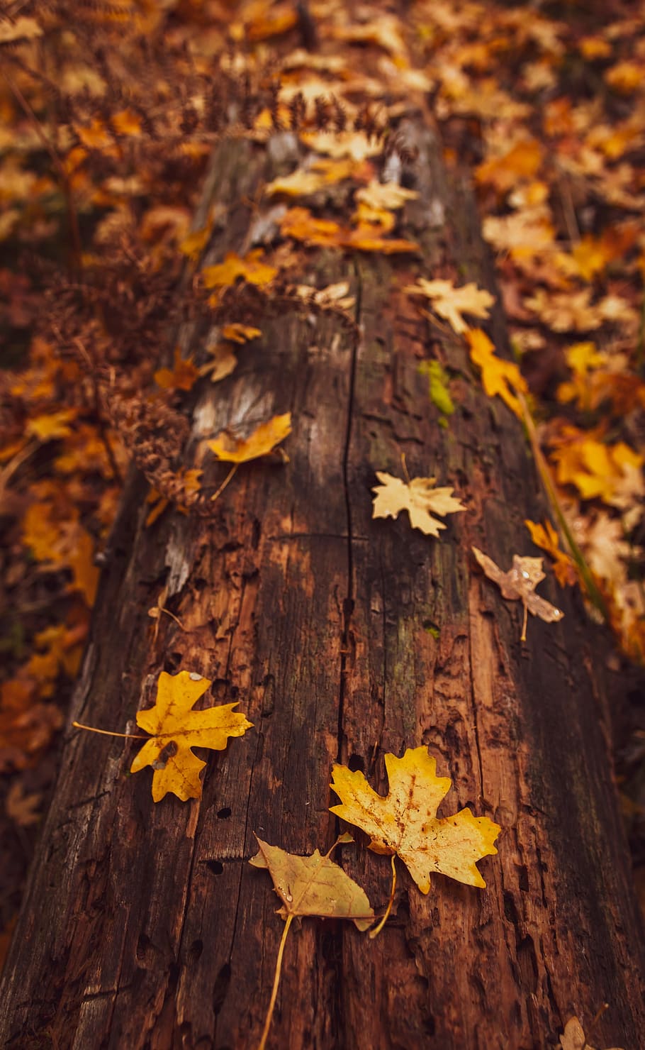 yellow maple leaves on brown wood, log, leaf, forest, woodland HD wallpaper